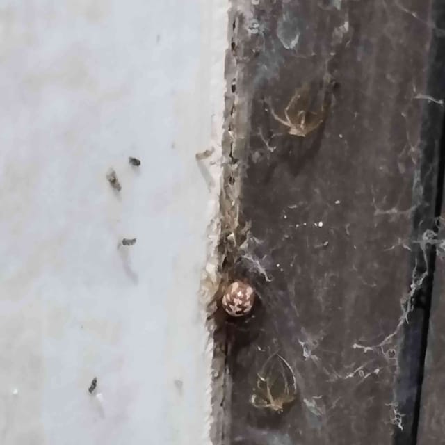 Araña simuladora de la viuda